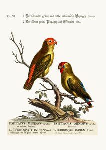 El más pequeño periquito indio verde y rojo. El pequeño loro verde de la India Oriental, 1749-73